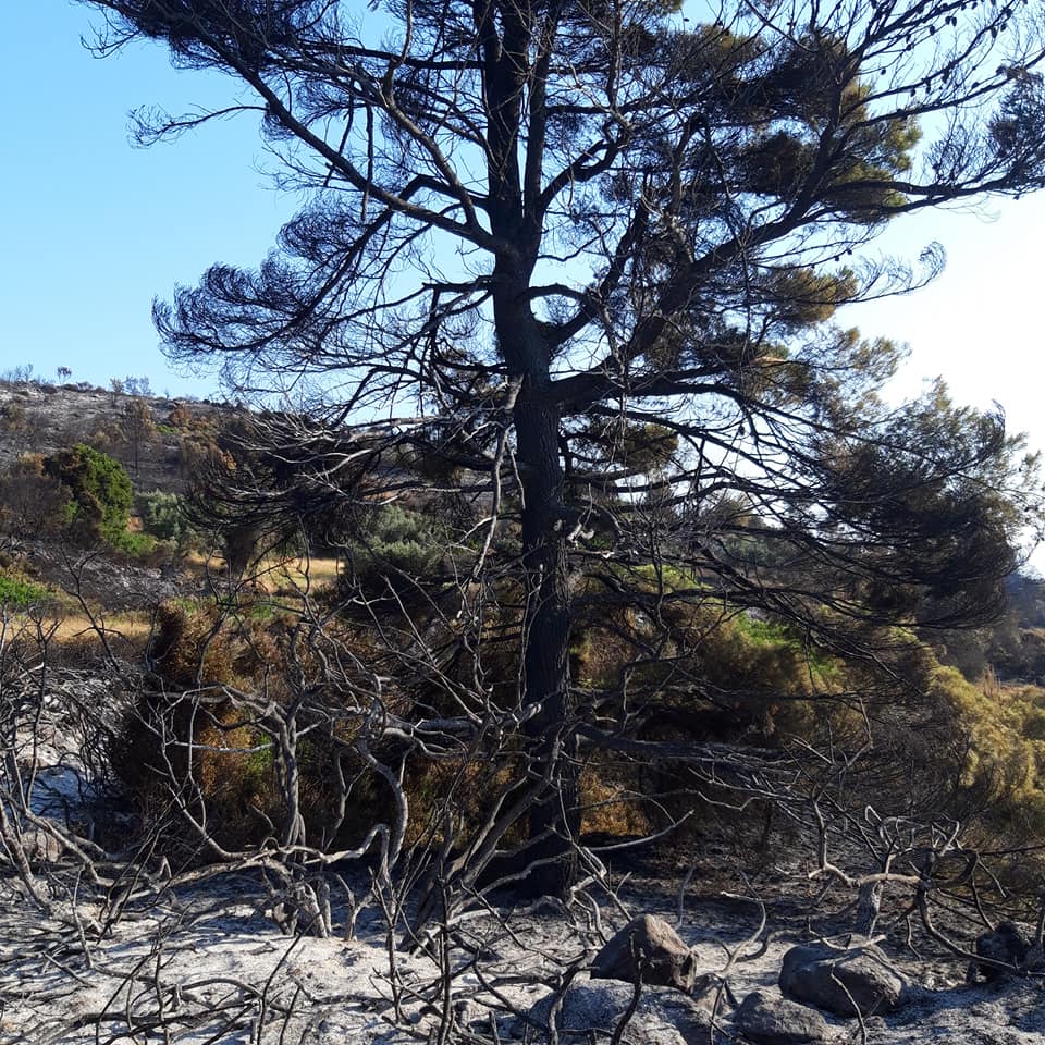 ΤΩΡΑ-Ενημέρωση για την κατάσταση των πυρκαγιών στο Δ. Κύμης Αλιβερίου