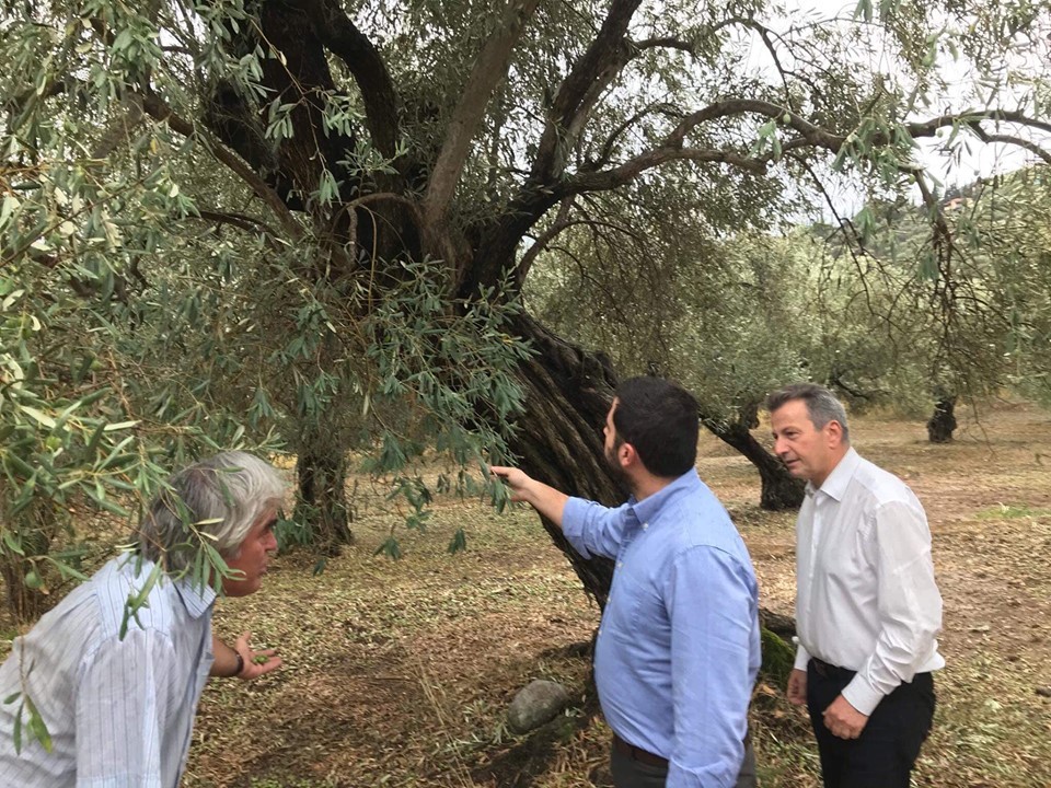 Σε ελαιώνα στην Άμφισσα που έπληξε το χαλάζι ο Φάνης Σπανός