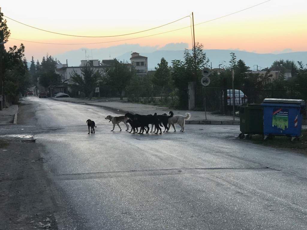 Φθιώτιδα: Ψάχνουν αυτόν που “άφησε” 20 αδέσποτα στην Ελάτεια! (photos)