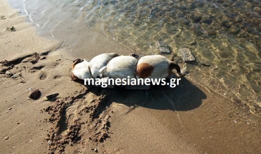 ΣΟΚ! Έδεσε Πέτρες Στον Σκύλο Στον Βόλο Και Τον Πέταξε Στη Θάλασσα Να Πνιγεί