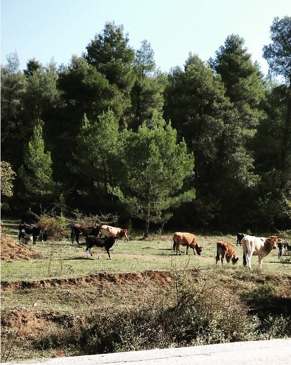 Ζηλευτό Προκόπι Εύβοιας