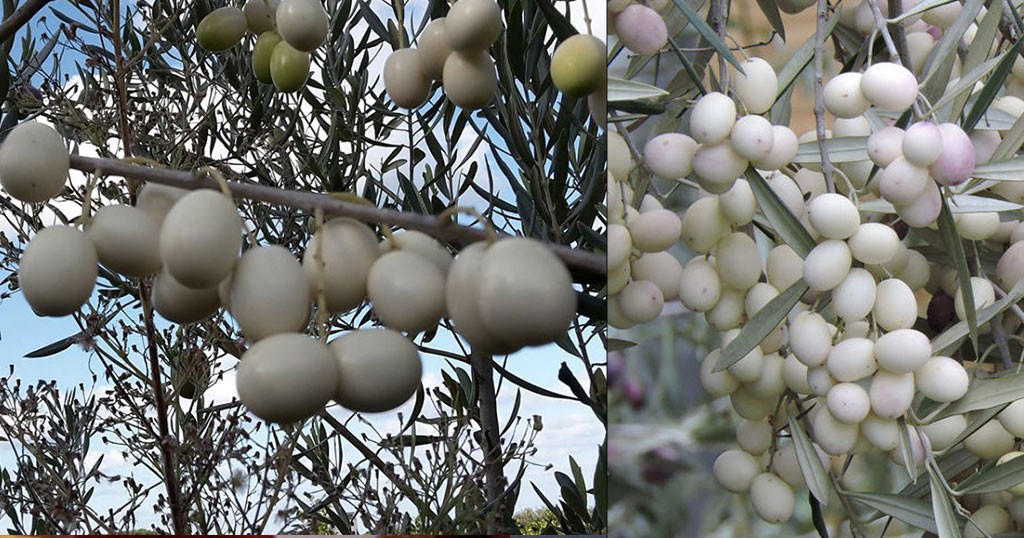 Υπάρχουν «λευκές» ελιές στην Εύβοια ;