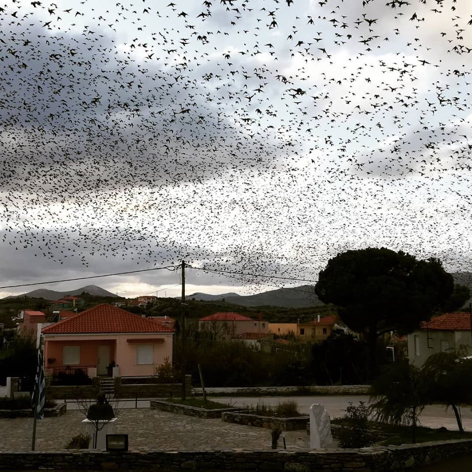 Εύβοια-Εντυπωσιακό θέαμα-Σμήνος από ψαρόνια σκέπασε ολόκληρο χωριό-[ΦΩΤΟ]