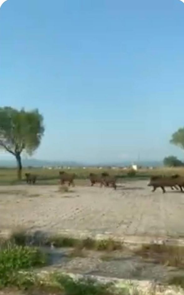 Απίστευτο-Αγριογούρουνα αναστάτωσαν την περιοχή του Φάρου Αυλίδας [Video]