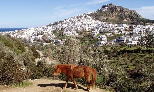 Μήνυμα Χατζηγιαννάκη για την Παγκόσμια Ημέρα των ζώων με φώτο από το Σκυριανό Αλογάκι