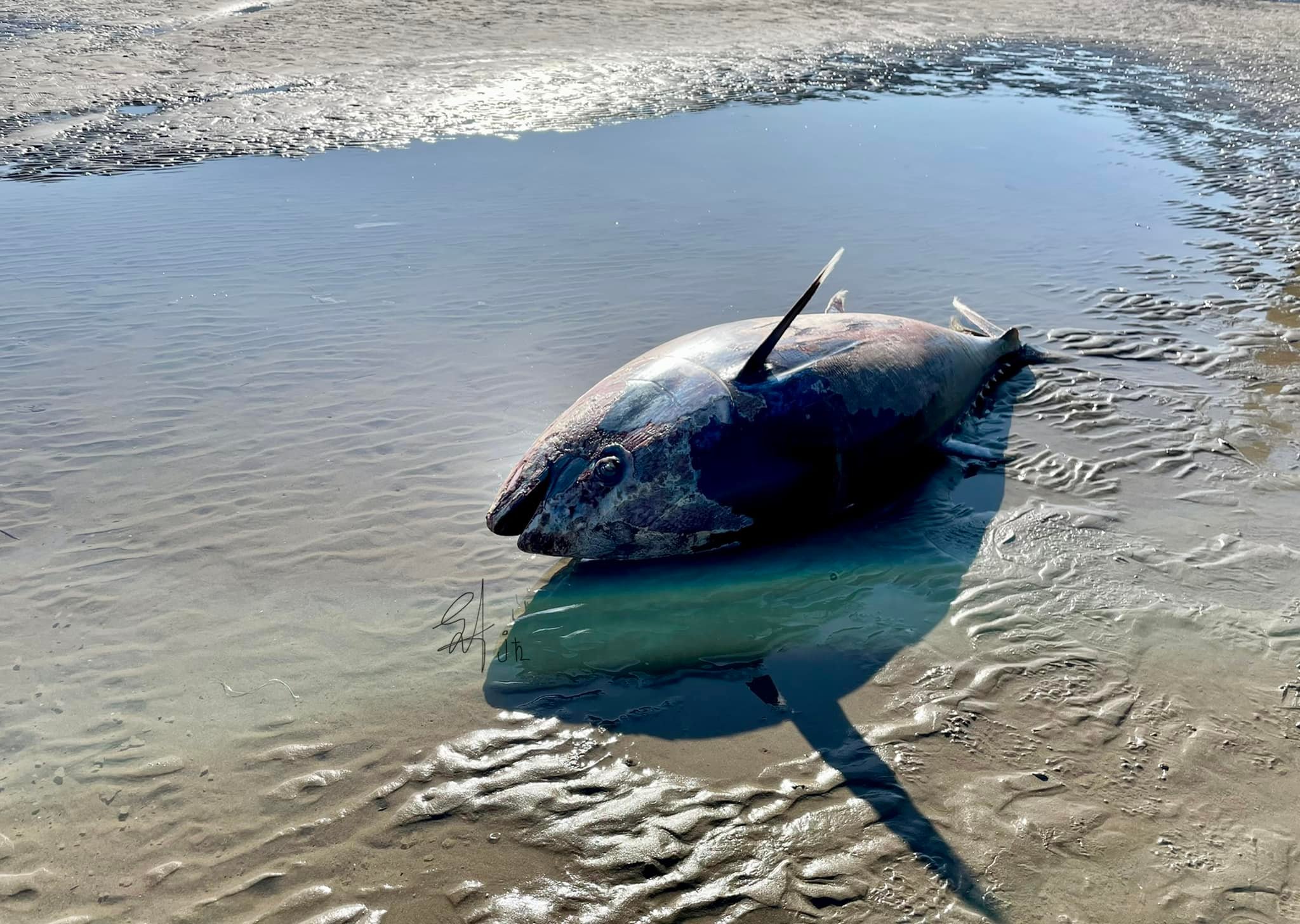 Κιτρινόπτερος τόνος (Thunnus albacares) μεγάλου μεγέθους στην παραλία Αρτάκης -Χαλκίδας (pics)