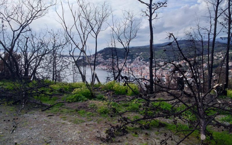 Εργα αποκατάστασης και αναδάσωσης στη Βόρεια Εύβοια: Το ΥΠΕΝ «ξεκαθαρίζει» το τοπίο