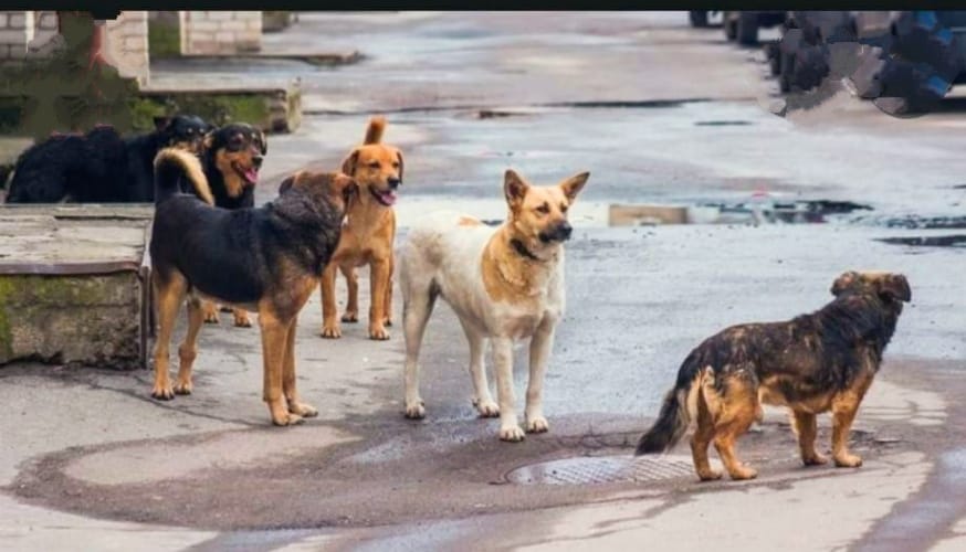 Εύβοια: Στειρώσεις ζώων σήμερα στον δήμο Μαντουδίου, Λίμνης, Αγίας Άννας