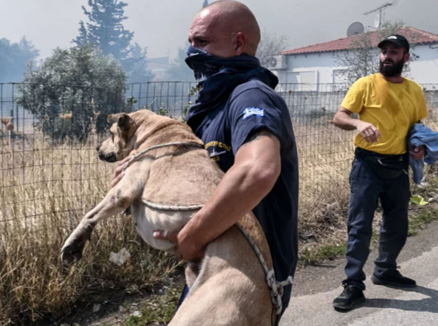 Συγκλονιστικές εικόνες: Εθελοντές και Αρχές σώζουν ζώα από τη μεγάλη φωτιά στην Πάρνηθα (pics)