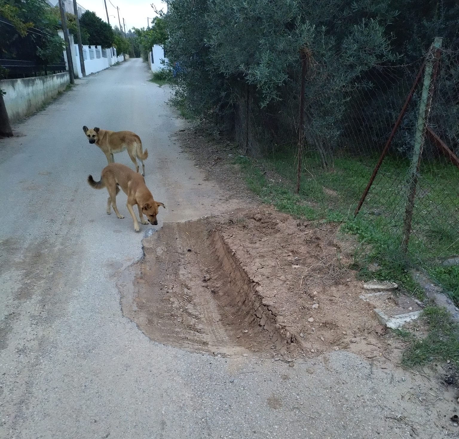 Εύβοια: Λακούβα… παγίδα σε κεντρικό δρόμο