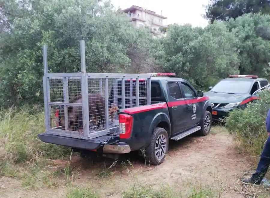 Χαλκίδα: Το Δασαρχείο μάζεψε 10 αγριογούρουνα για τη μείωση ατυχημάτων