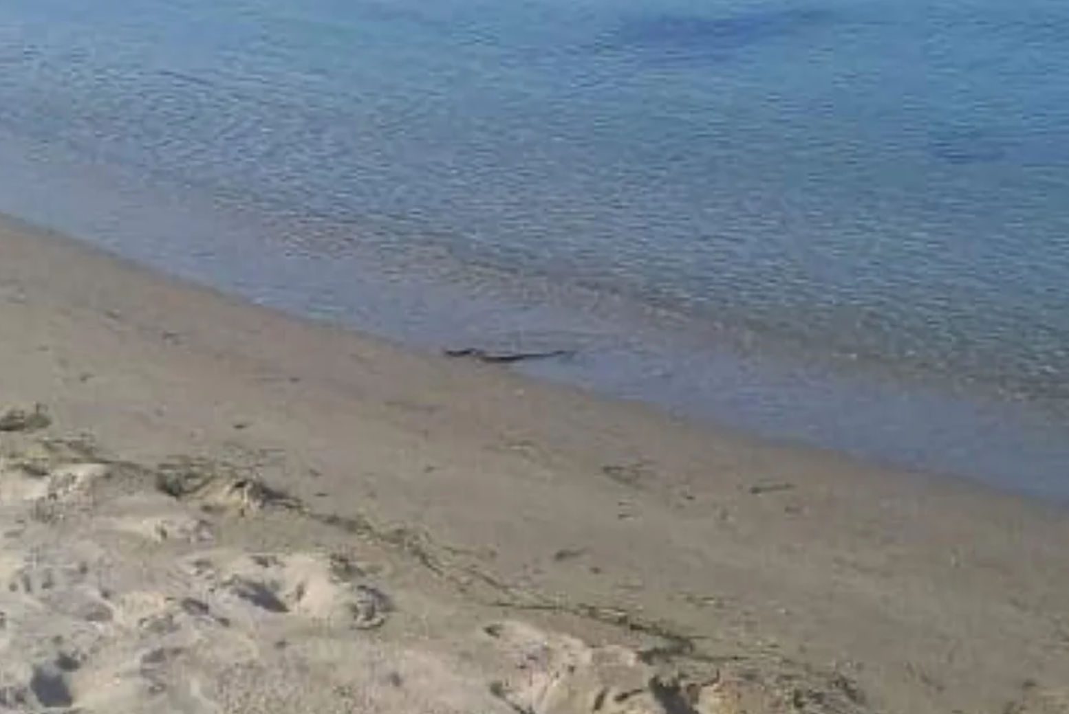 Πανικός: Φίδι αναστάτωσε παραλία κάνοντας βόλτες (pics)