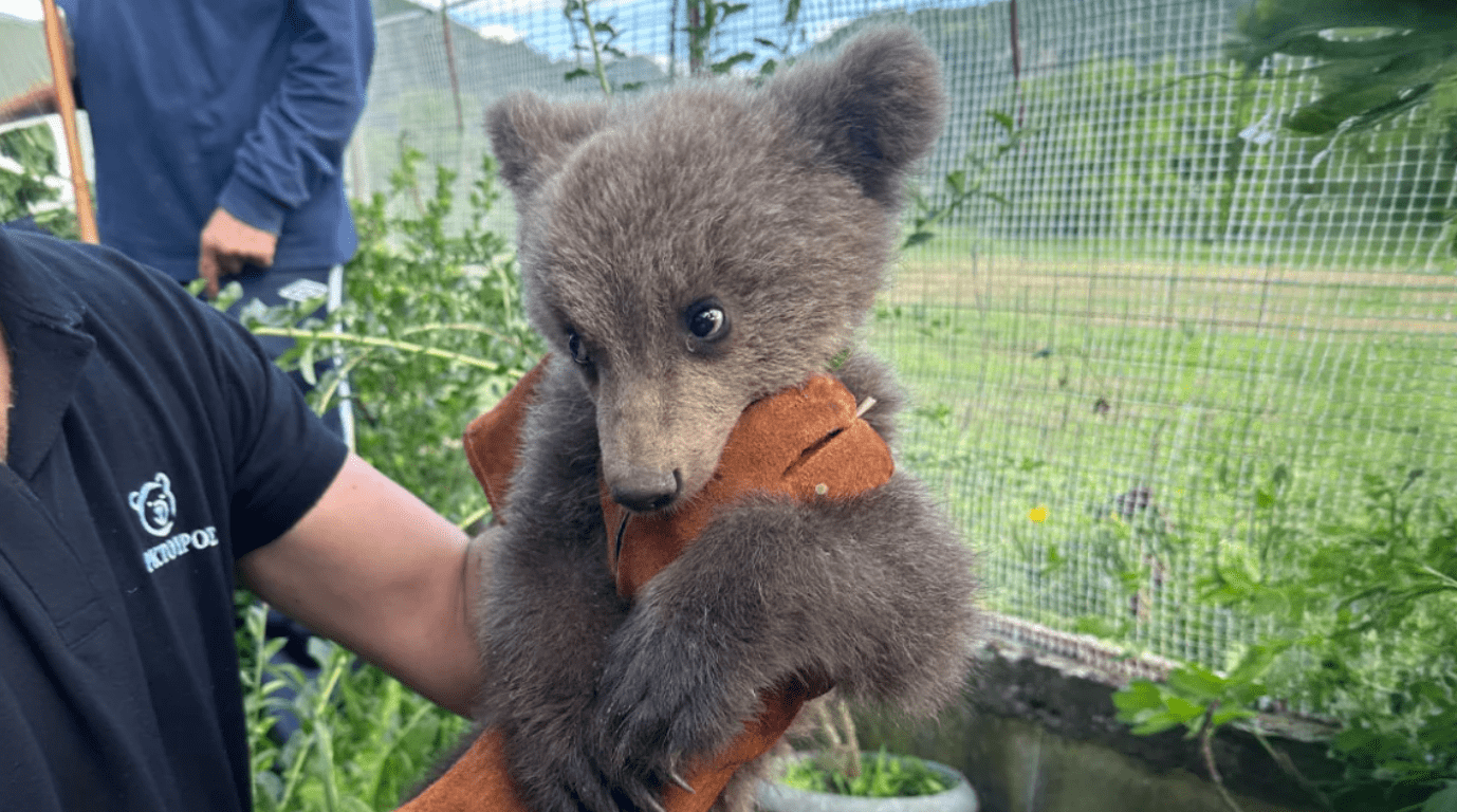 Ορφανό αρκουδάκι βρέθηκε σε αυλή σπιτιού