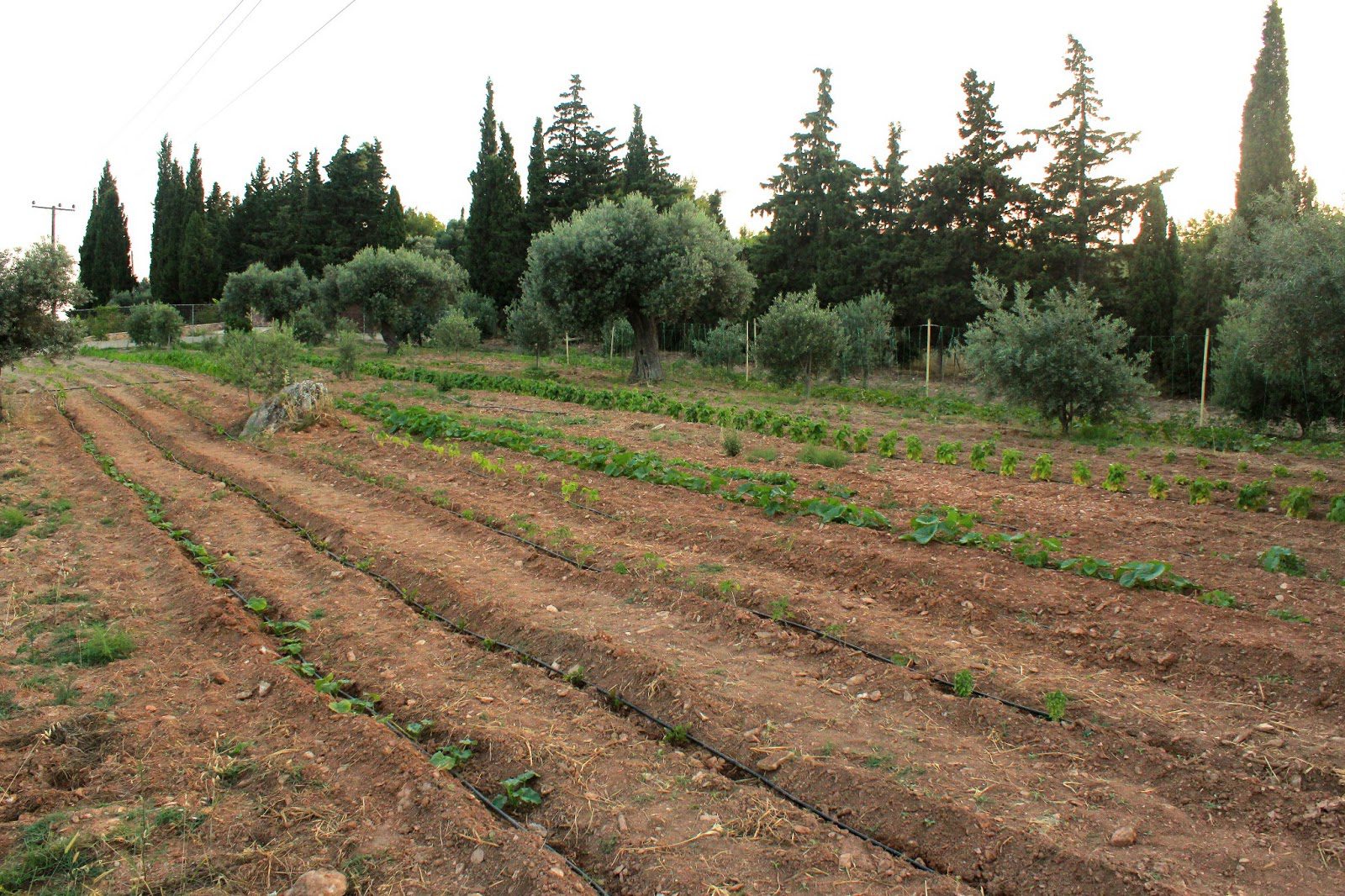 Πακιστανός βίασε 62χρονη σε χωράφι – Τον χτύπησε στο κεφάλι με σφυρί για να γλιτώσει