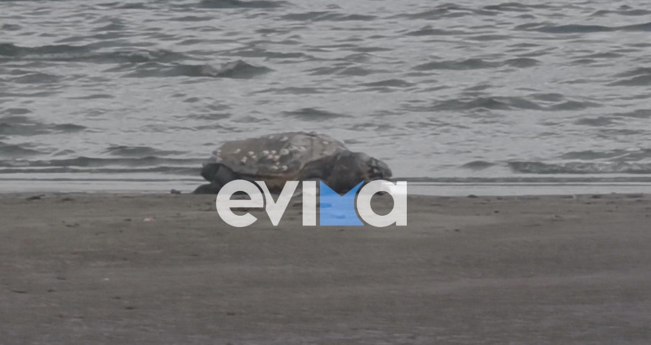 Εύβοια: Άφωνοι οι λουόμενοι – Τεράστια καρέτα καρέτα σε παραλία