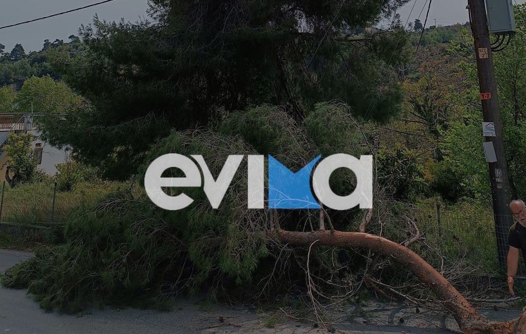 Προσοχή στο οδικό δίκτυο της Εύβοιας: Ξέρα δέντρα πέφτουν σε κεντρικούς δρόμους