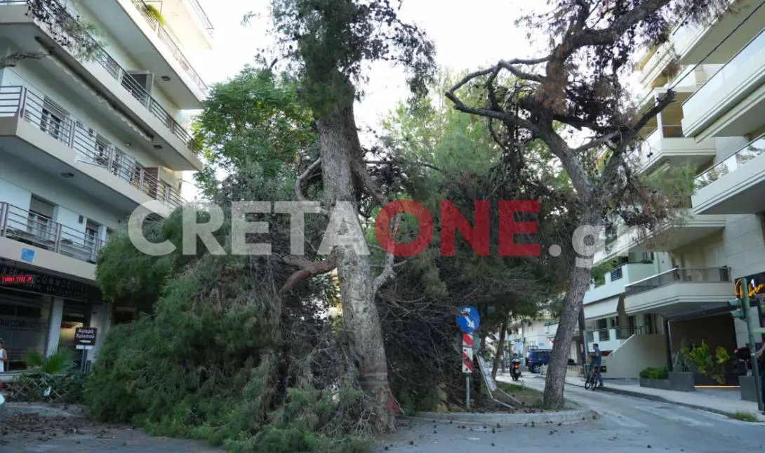 Κρήτη: Πτώση δέντρου σε κεντρικό δρόμο – Εικόνες και βίντεο