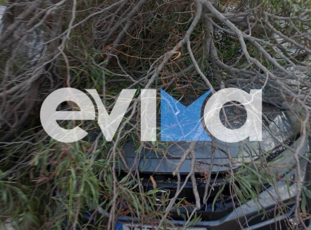 Εύβοια: Έπεσε δέντρο και καταπλάκωσε αμάξι στην Ερέτρια – Οι πρώτες εικόνες