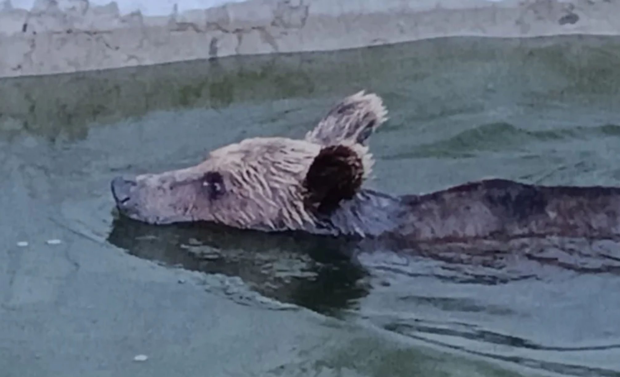 Αρκούδα εγκλωβίστηκε σε δεξαμενή νερού – Δείτε πως σώθηκε (pics)