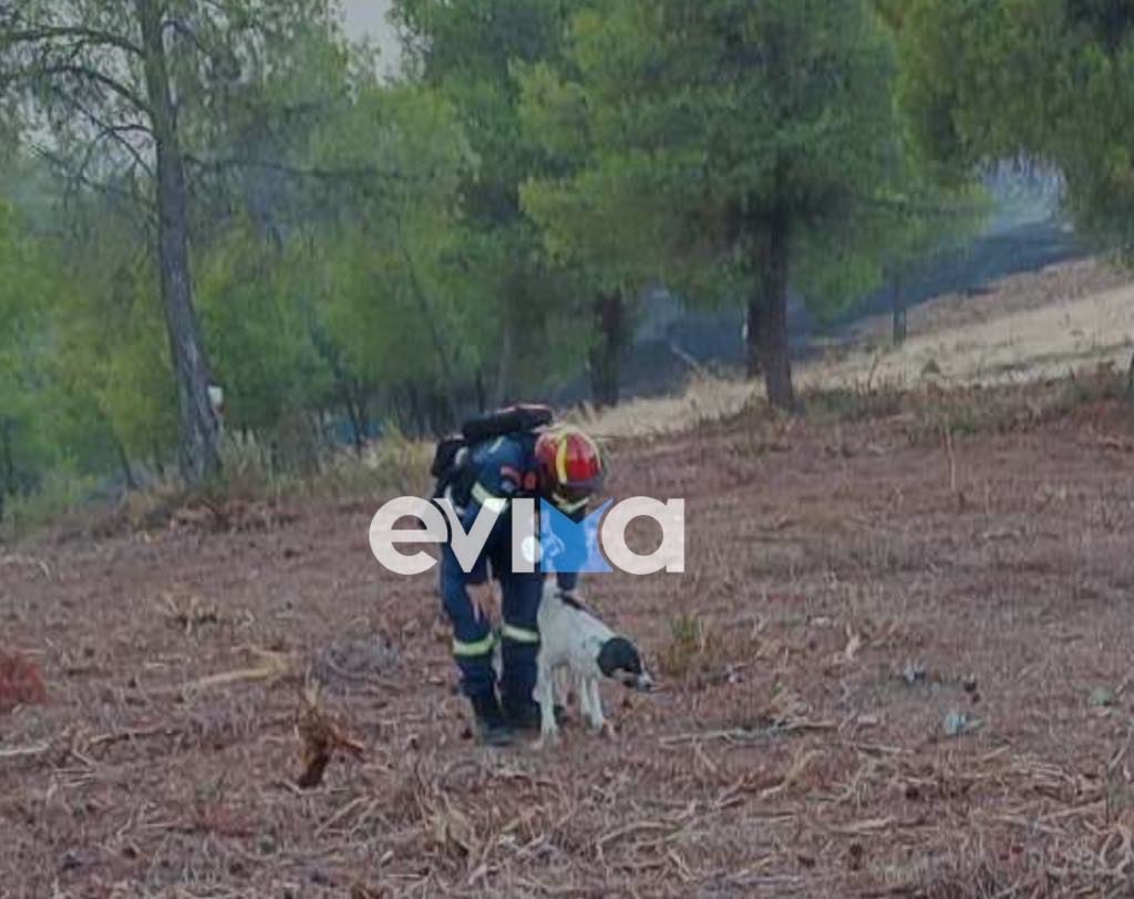 Φωτιά στην Εύβοια: Πυροσβέστης έσωσε σκυλί μέσα από το δάσος