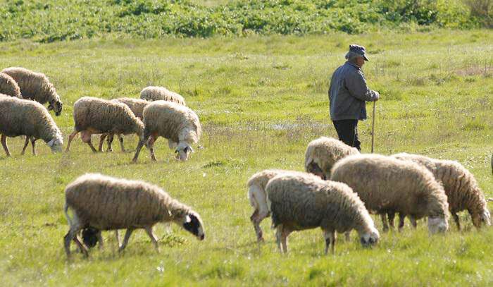 Εύβοια: Έκτακτα μέτρα για κτηνοτρόφους – Πώς θα προστατευθούν από ακραία φαινόμενα