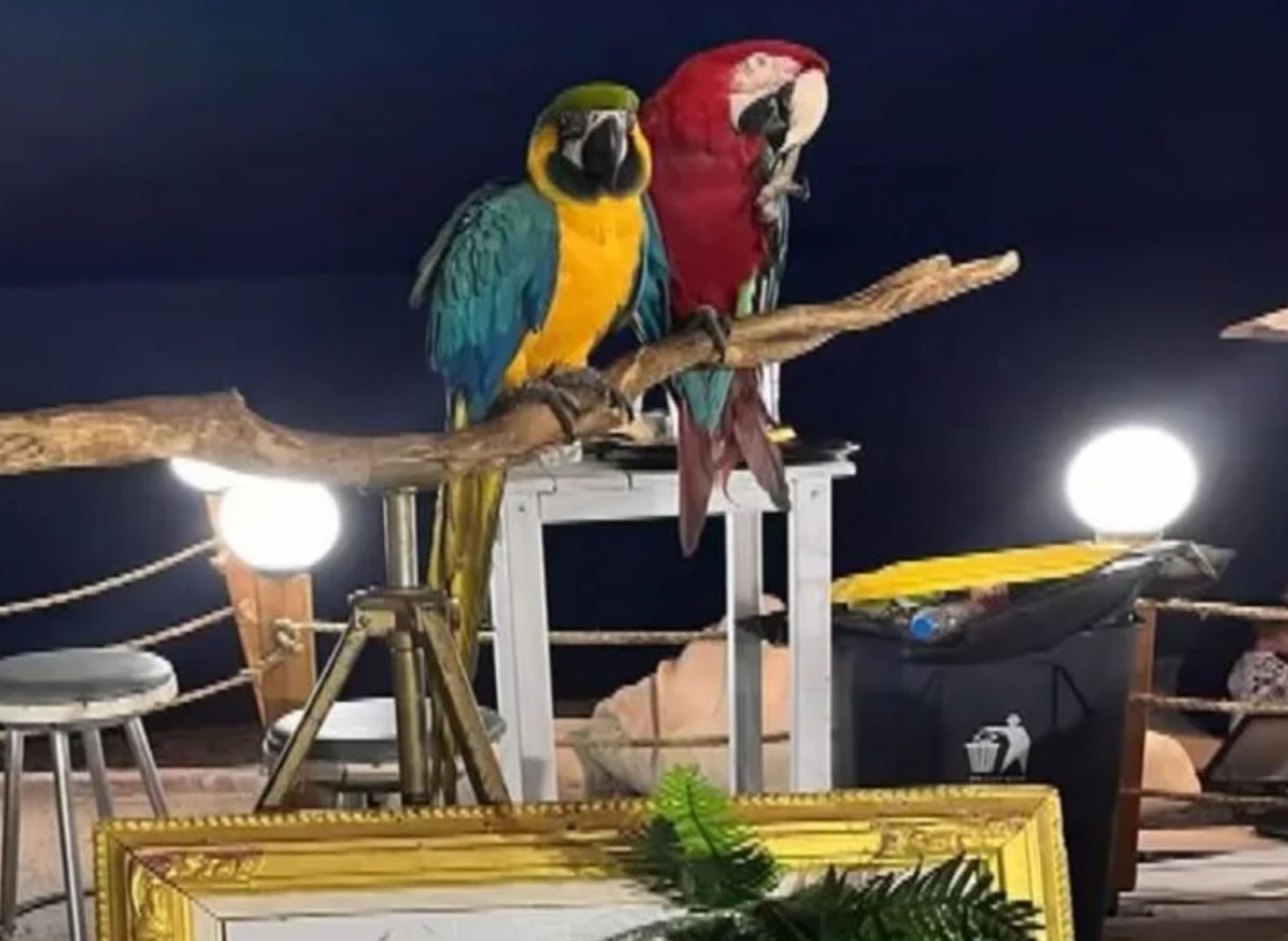 Σοκ: Έκοψε τα φτερά παπαγάλων για να τους φωτογραφίζει με περαστικούς – Πρόστιμο 20.000 ευρώ