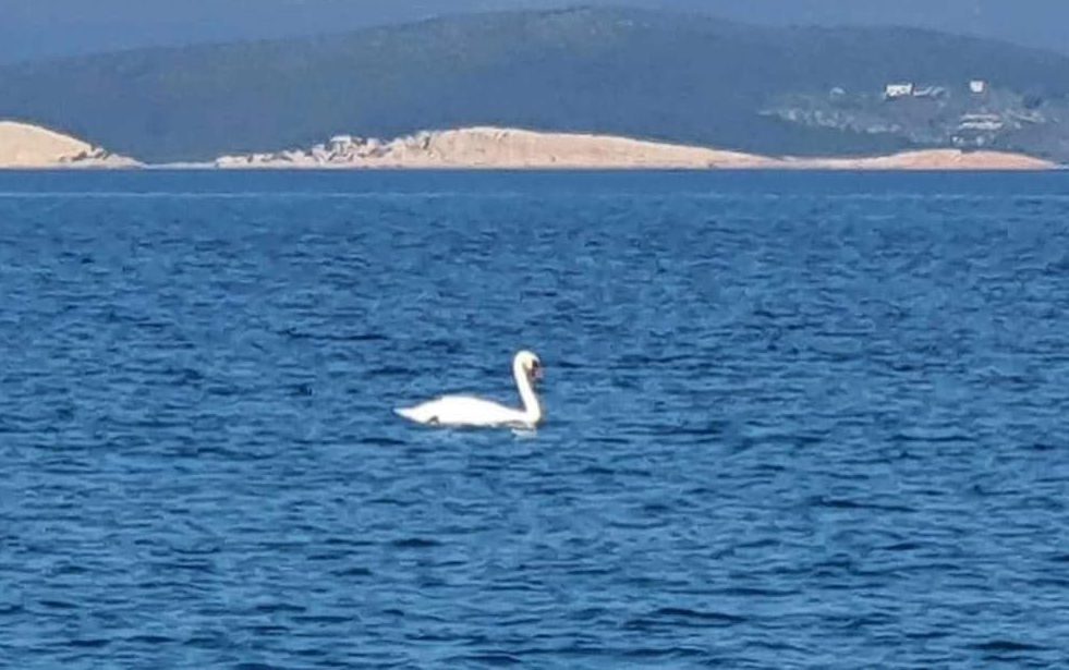 Ένας πανέμορφος επισκέπτης σε παραλία της Εύβοιας