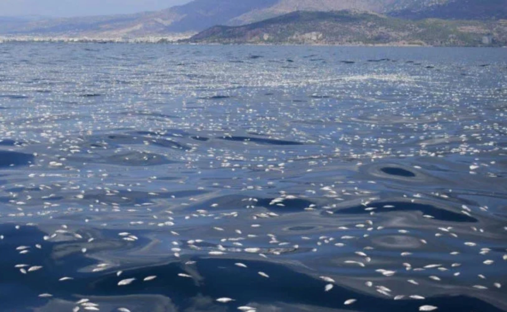 Πότε θα τελειώσει το πρόβλημα με τα νεκρά ψάρια και τη δυσοσμία στο Βόλο