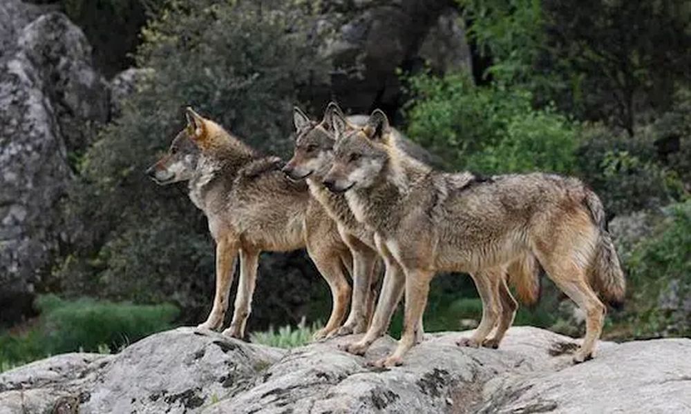 Λύκοι επιτέθηκαν σε άνδρα στην Χαλκιδική και σκότωσαν τον σκύλο του