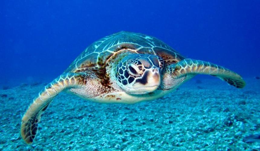 Τουριστικό σκάφος προσάραξε σε αβαθή έπειτα από πρόσκρουση σε θαλάσσια χελώνα