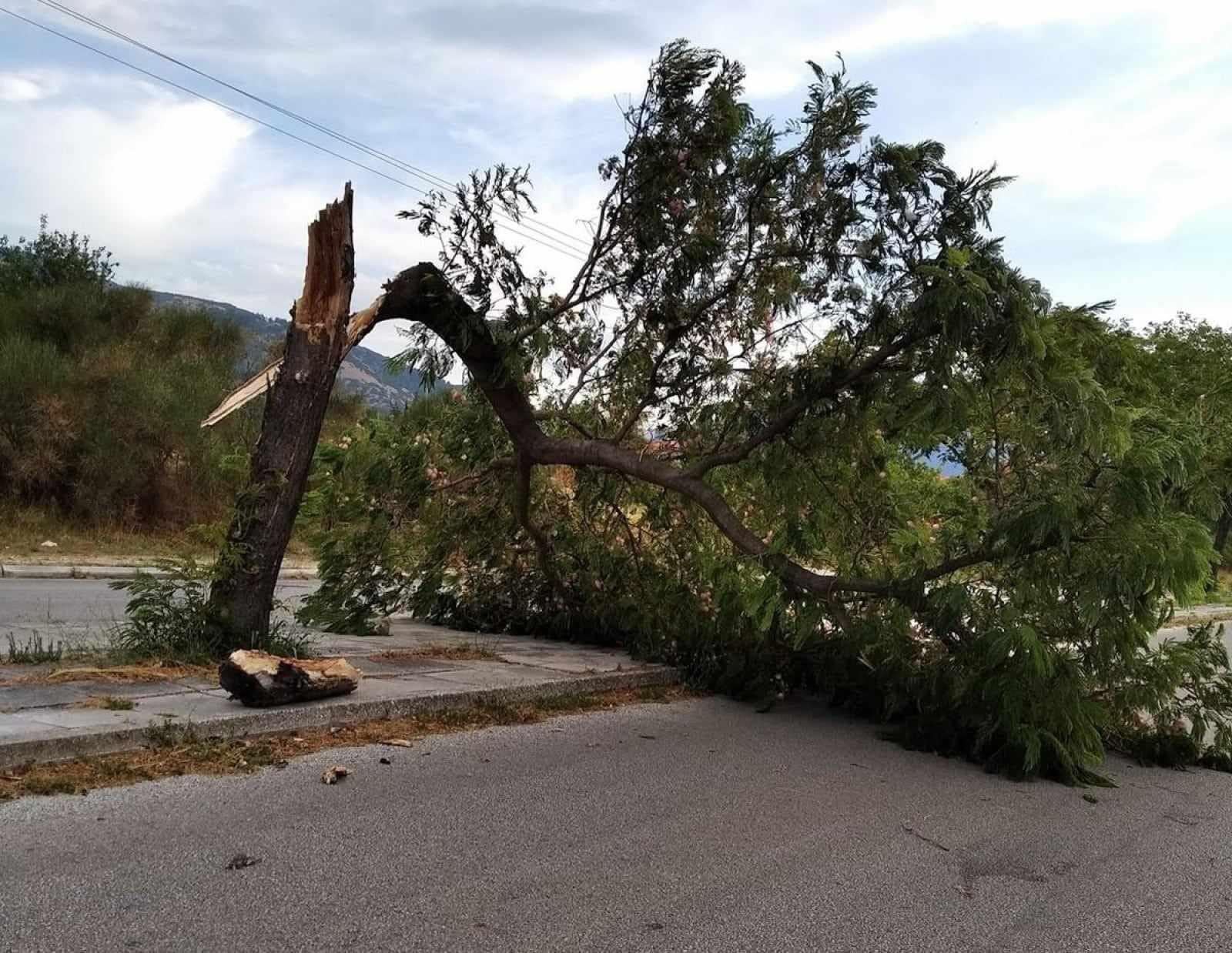 Βόρεια Εύβοια: Προσοχή στις πτώσεις δέντρων λόγω των ισχυρών ανέμων τις επόμενες ώρες