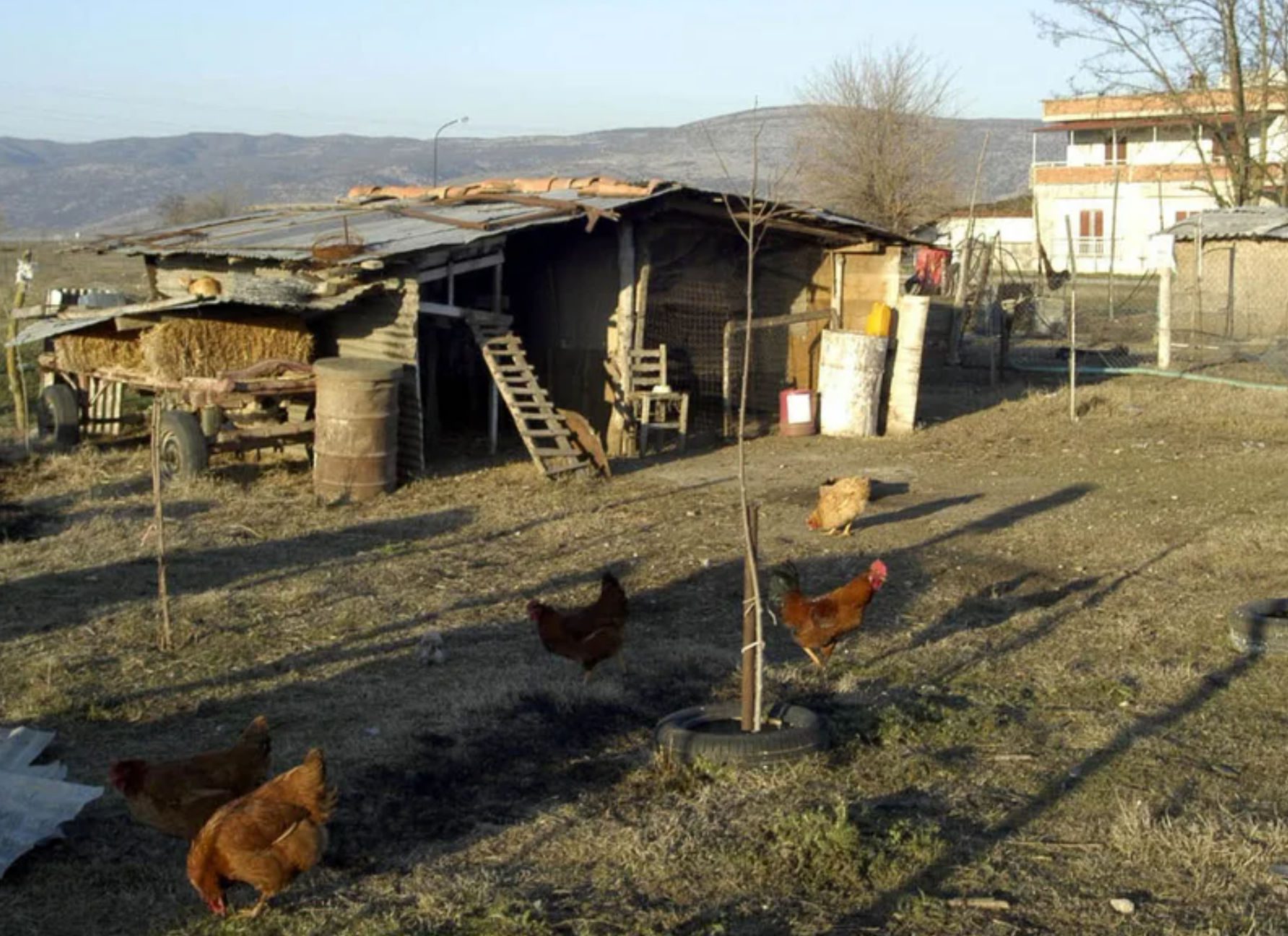 Βόλος: Απείλησε ότι θα θάψει γυναίκα και κόρη και ζει επτά μήνες στο κοτέτσι για να μην έχει επαφή μαζί τους