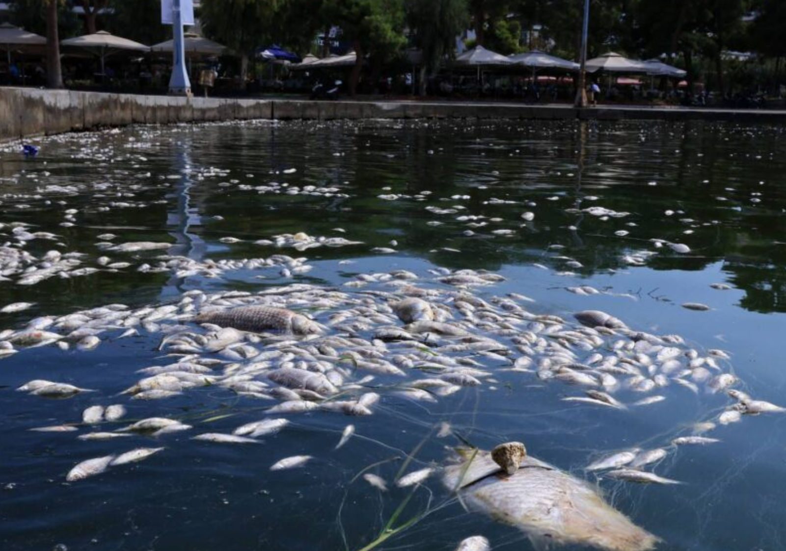 Ολοκληρώνεται ο καθαρισμός του Παγασητικού από τα νεκρά ψάρια – Αυτοψία από κυβερνητικό κλιμάκιο