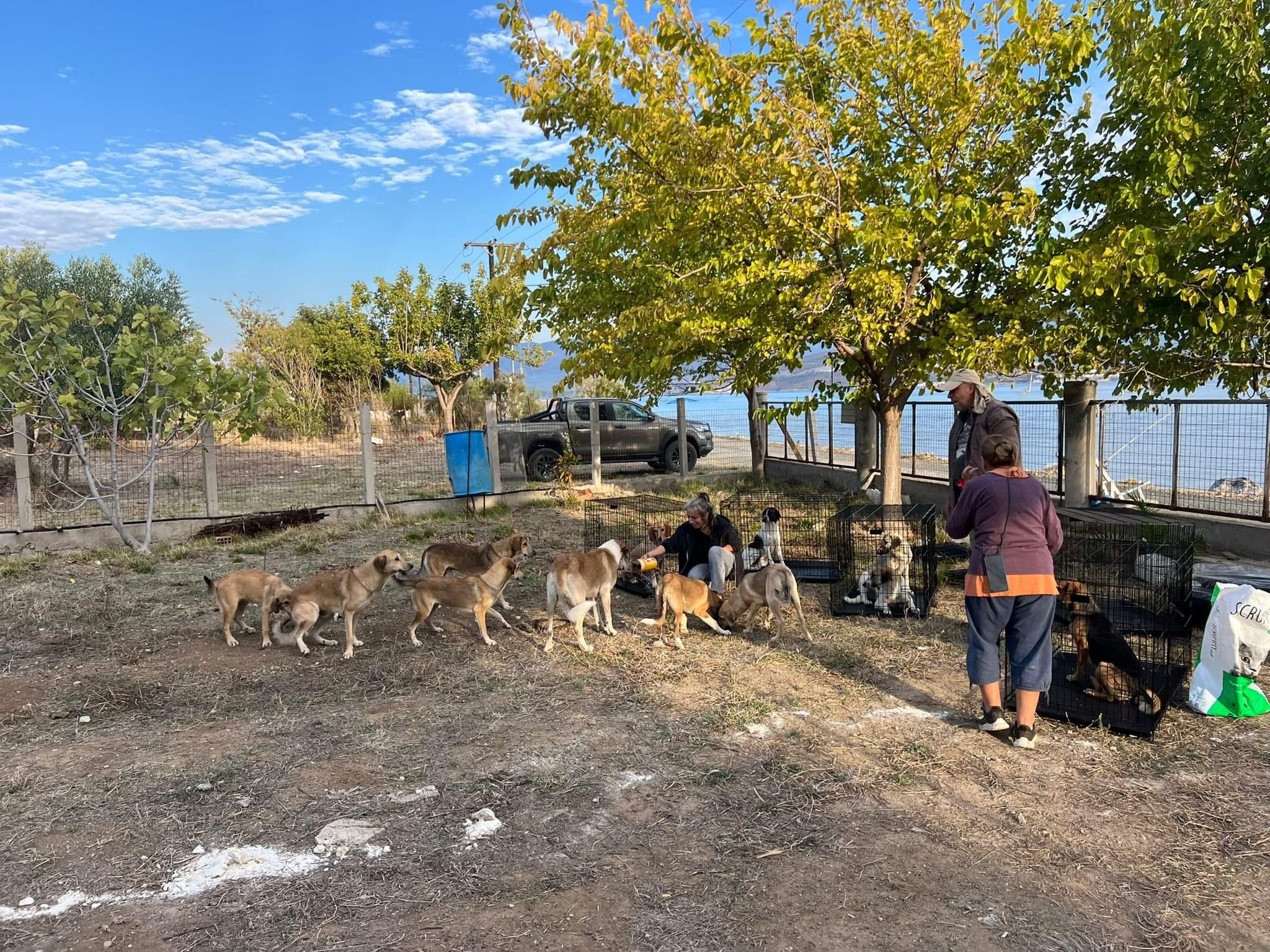 Εύβοια: Έδωσαν φροντίδα σε 100άδες αδέσποτα