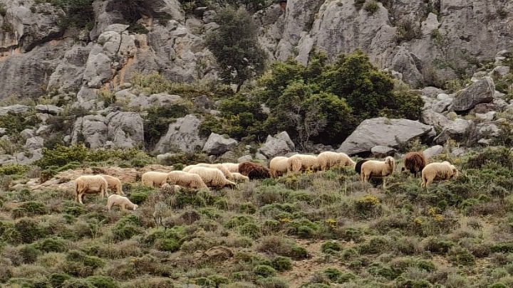 Ευλογιά των προβάτων: Νέες απαγορεύσεις για την κατανάλωσή τους- Για πόσο θα ισχύσουν