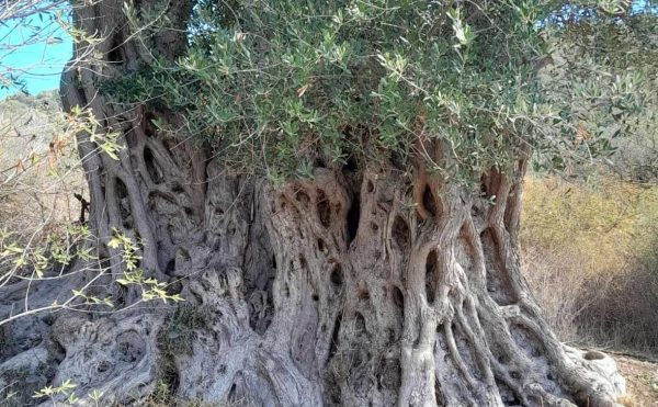 Βρέθηκε νέα «αρχαία» ελιά στην Εύβοια – Δείτε πού βρίσκεται