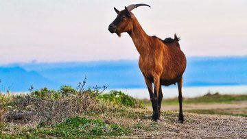 Κάλυμνος: Συνελήφθη 34χρονος για ζωοκτονία