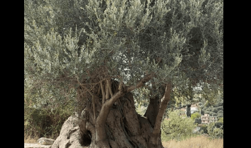 Εύβοια: Aκόμη μια υπεραιωνόβια ελιά στο νησί- Πού βρίσκεται