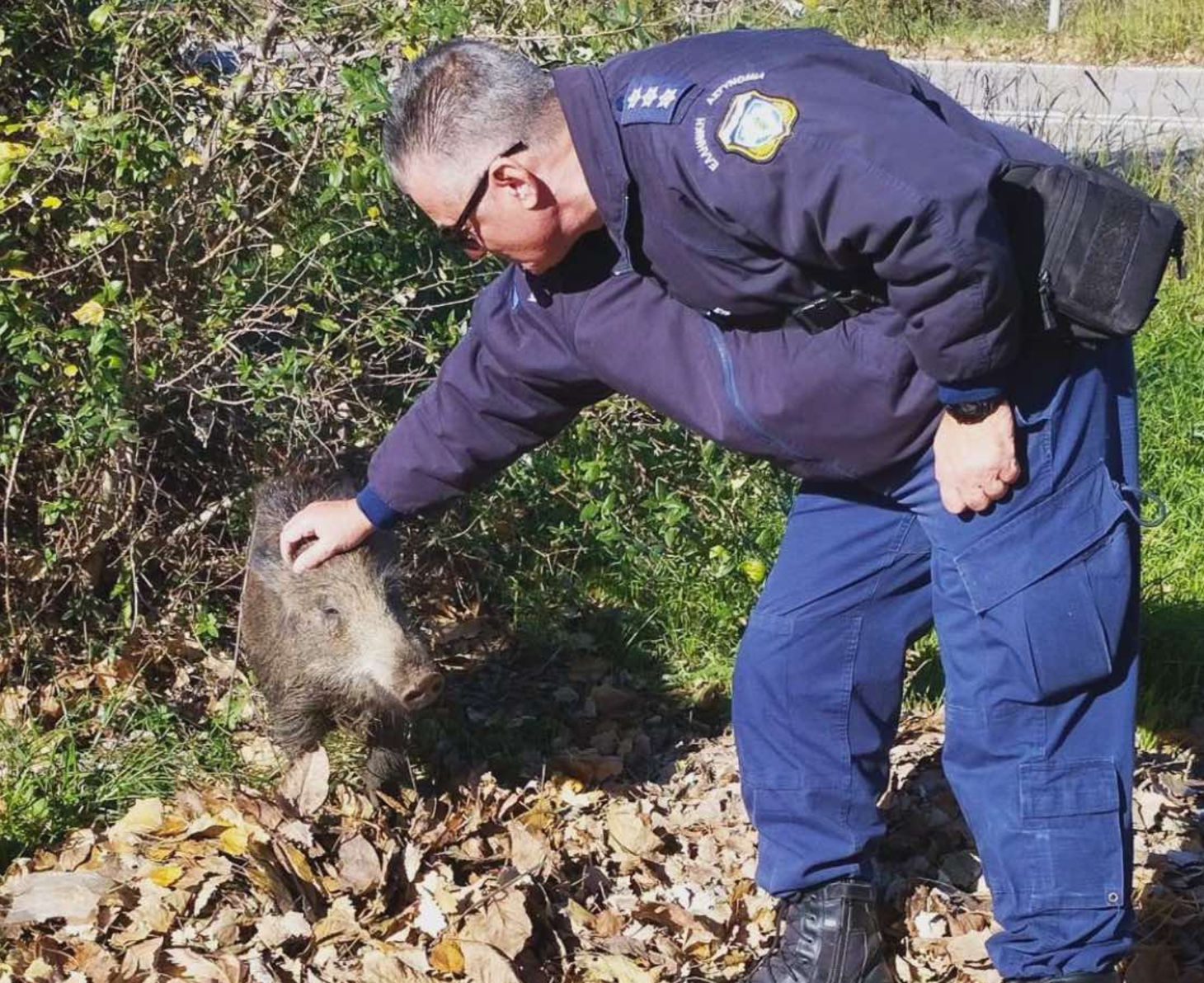 Εύβοια: Viral ο αστυνομικός που χαϊδεύει αγριογούρουνο