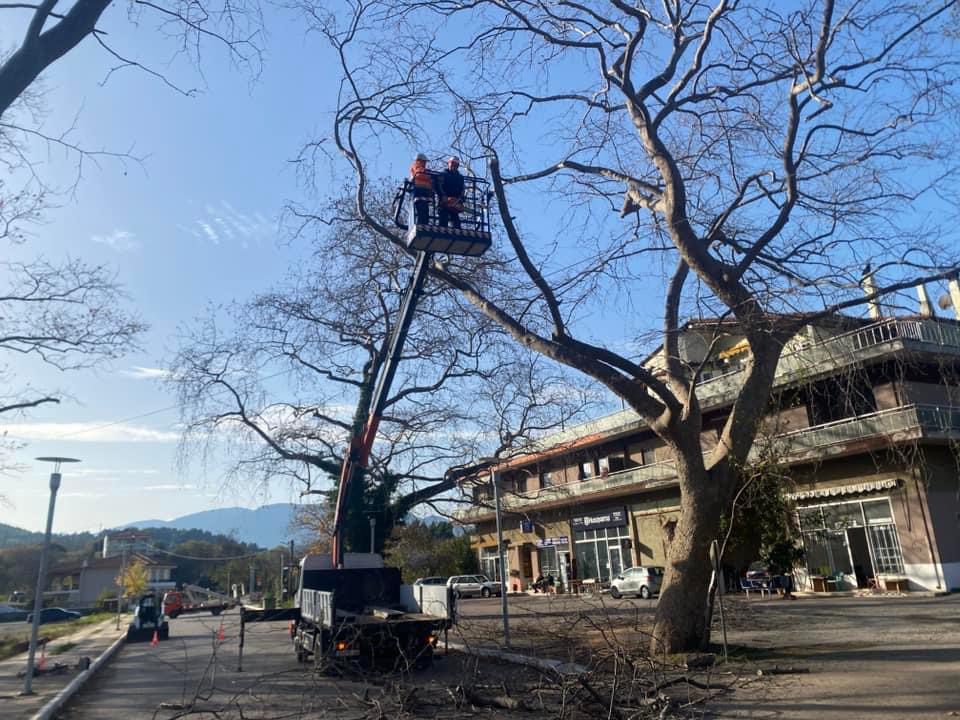 Εύβοια: Κόβουν τα επικίνδυνα πλατάνια στο Μαντούδι (εικόνες)