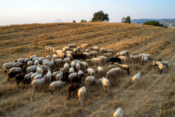 Ευλογιά των προβάτων: Νέο κρούσμα στην Εύβοια – Βγήκαν τα αποτελέσματα