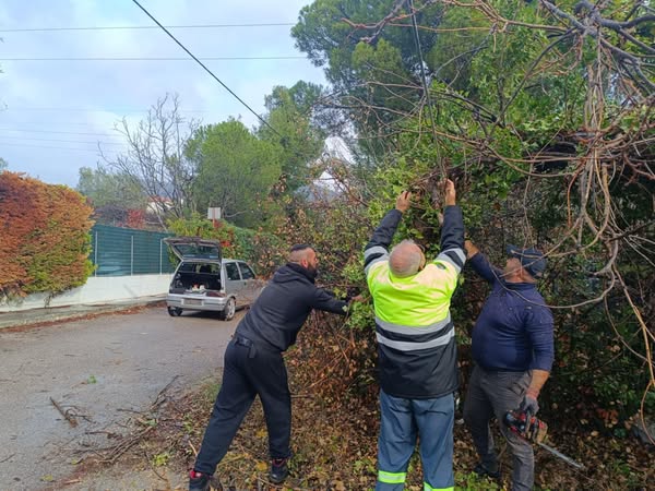 Εύβοια: SOS για σπασμένο δέντρο που έπεσε σε καλώδια του ΟΤΕ