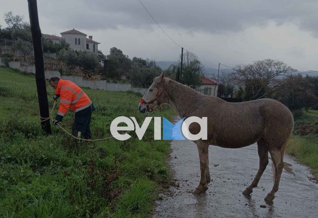 Εύβοια: Άλογο βρέθηκε σε κεντρικό δρόμο – Το απομάκρυναν Πυροσβέστες