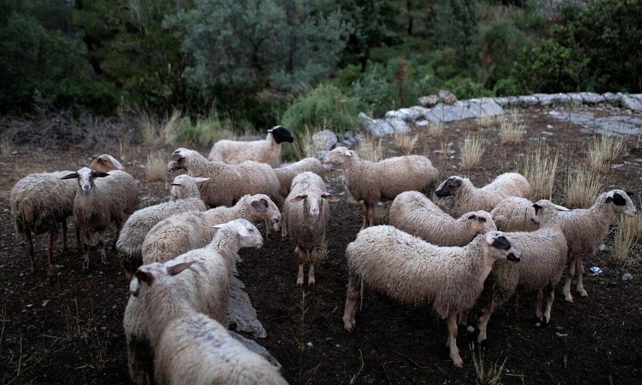 Πέταξαν νεκρά πρόβατα σε ρέμα – Παρέμβαση Εισαγγελέα