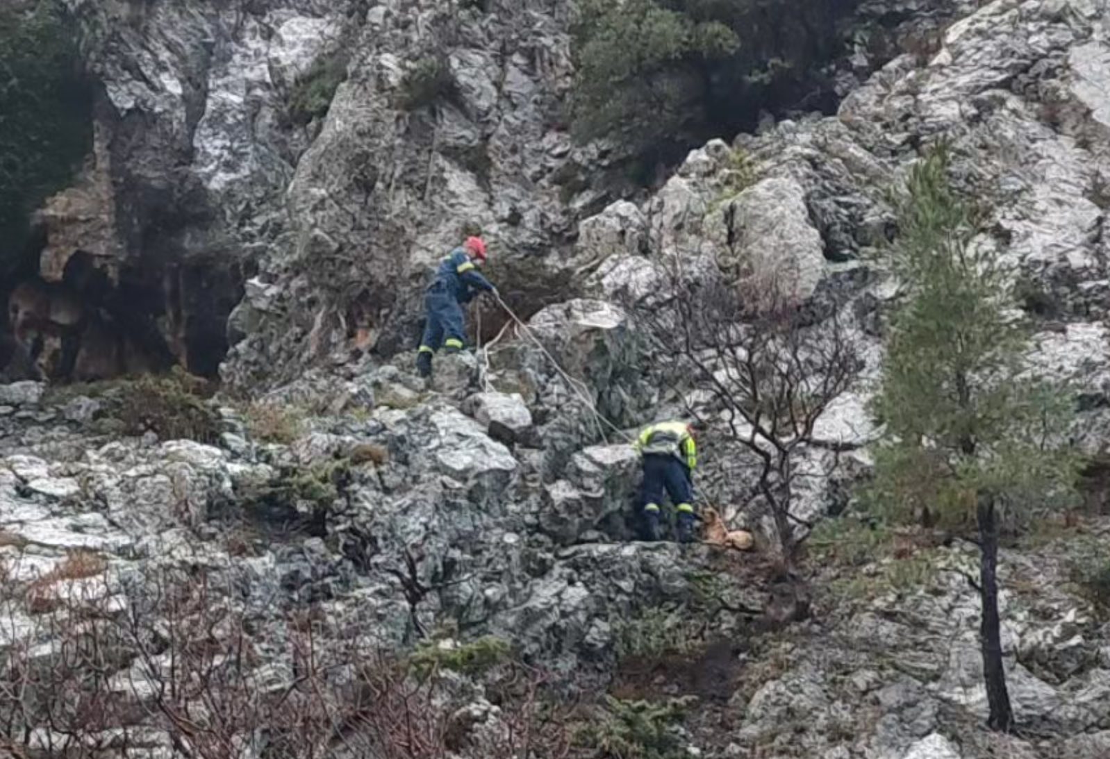 Σκύλος εγκλωβίστηκε μέσα σε χαράδρα στην Εύβοια – Πως σώθηκε